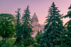 Pine Trees at the Idaho State Capitol