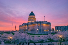 Utah Capitol Cherry Blossoms Closeup