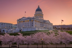 Utah Capitol Cherry Blossoms Sunrise